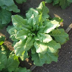 Aspargessalat, celtuce <br><i>Lactuca sativa var. augustana</i>