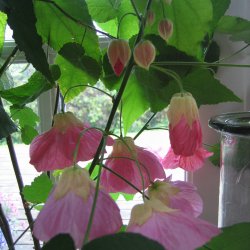 Klokketr <br>'Mix' <br><i>Abutilon hybridum </i>