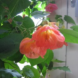 Klokketr <br>'Mix' <br><i>Abutilon hybridum </i>