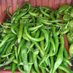 Chili <br>'Sivri Biber' <br><i>Capsicum annuum</i>