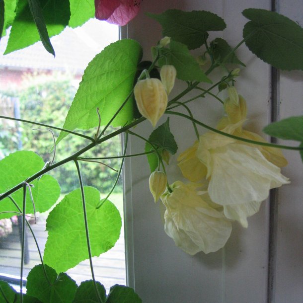Klokketr <br>'Mix' <br><i>Abutilon hybridum </i>