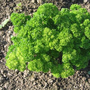 Persille, <br>Krus- <br><i>Petroselinum crispum</i>