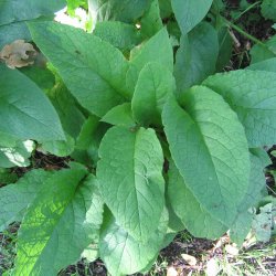 Kulsukker, <br>Lge- <br><i>Symphytum officinale</i>