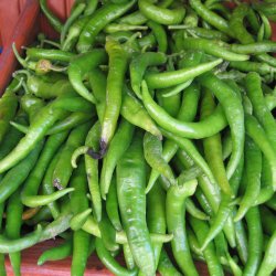 Chili <br>'Sivri Biber' <br><i>Capsicum annuum</i>
