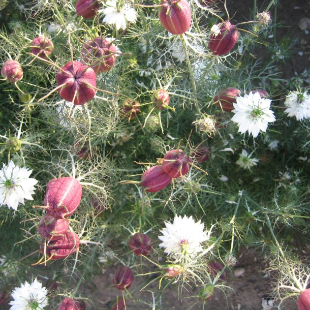 Nigella, <br>Jomfru i det grnne <br>'Albion Red Pod'<br><i>Nigella damascena</i>
