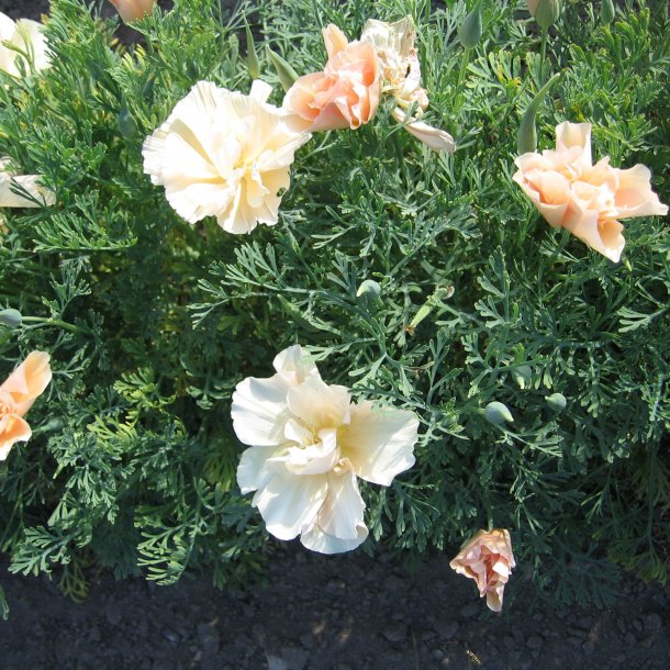 Guldvalmue <br>'Pink Champagne'<br><i>Eschscholzia californica</i>