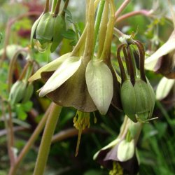 Akeleje <br>'Chocolate Soldier'<br><i>Aquilegia viridiflora</i>