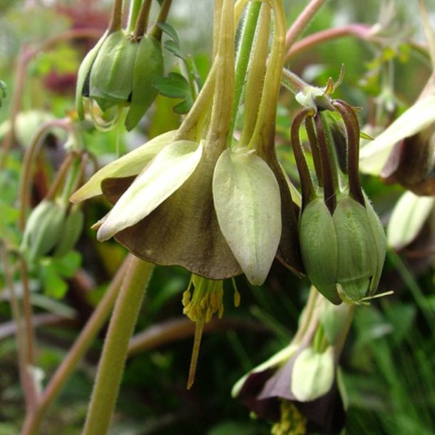 Akeleje <br>'Chocolate Soldier'<br><i>Aquilegia viridiflora</i>