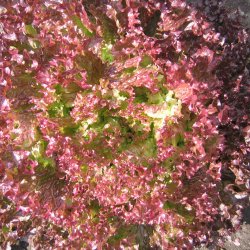 Salat, Krl- <br>'Lollo Rosso'<br><i>Lactuca sativa <br>var. crispa</i>