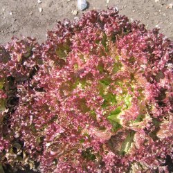 Salat, Krl- <br>'Lollo Rosso'<br><i>Lactuca sativa <br>var. crispa</i>