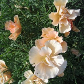 Guldvalmue <br>'Pink Champagne'<br><i>Eschscholzia californica</i>