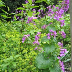 Judaspenge, <br>lyslilla <br><i>Lunaria annua</i>