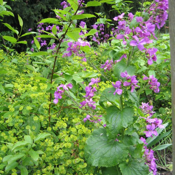 Judaspenge, <br>lyslilla <br><i>Lunaria annua</i>