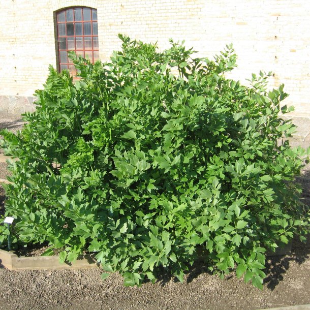Lvstikke <br><i>Levisticum officinalis </i><br><br>