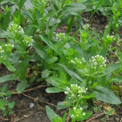 Pengeurt <br><i>Thlaspi arvense</i><br><br>