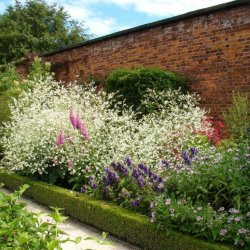 Kmpeslr <br><i>Crambe cordifolia </i><br><br>