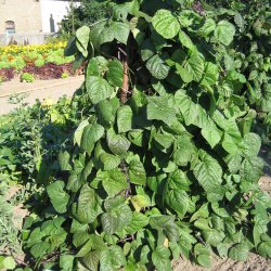 B�nne, Stang- <br>'Blauhilde' <br><i>Phaseolus vulgaris</i>
