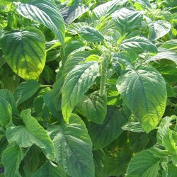 Amarant, Rvehale- <br>'Green Cascade'<br><i>Amaranthus caudatus</i>