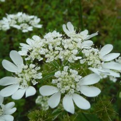 Orlaya, Blomsterkrvel <br>'White Lace' <br><i>Orlaya grandiflora</i>