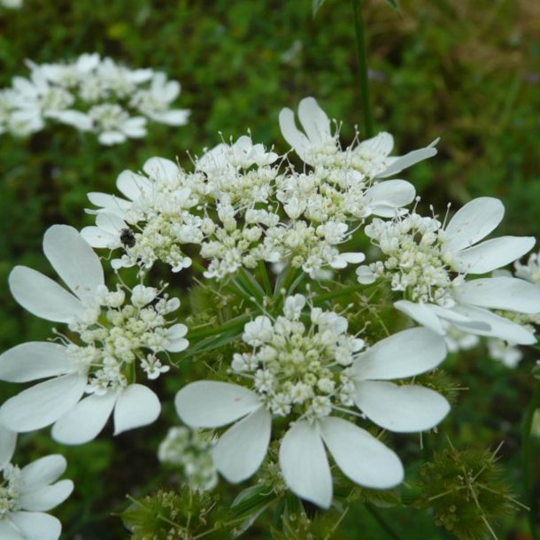 Orlaya, Blomsterkrvel <br>'White Lace' <br><i>Orlaya grandiflora</i>
