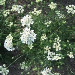 Orlaya, Blomsterkrvel <br>'White Lace' <br><i>Orlaya grandiflora</i>