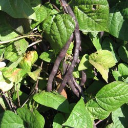 B�nne, Stang- <br>'Blauhilde' <br><i>Phaseolus vulgaris</i>