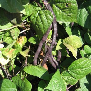 Bnne, Stang- <br>'Blauhilde' <br><i>Phaseolus vulgaris</i>