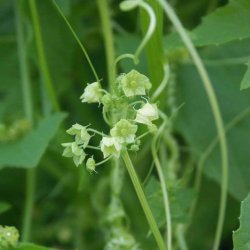 Caihua, <br>Achocha <br><i>Cyclanthera pedata</i>