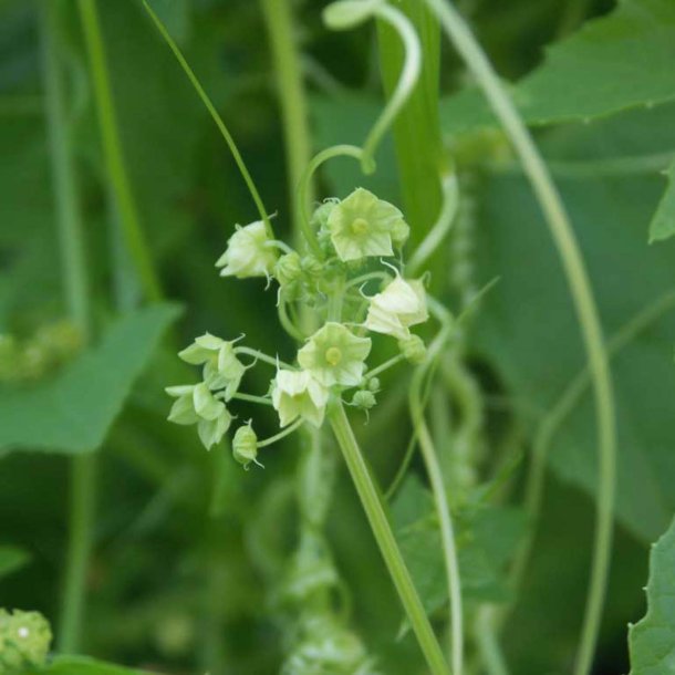 Caihua, <br>Achocha <br><i>Cyclanthera pedata</i>