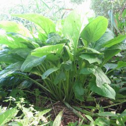 Kulsukker, <br>Lge- <br><i>Symphytum officinale</i>