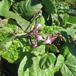 B�nne, Stang- <br>'Blauhilde' <br><i>Phaseolus vulgaris</i>