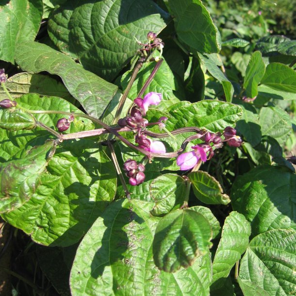 B�nne, Stang- <br>'Blauhilde' <br><i>Phaseolus vulgaris</i>