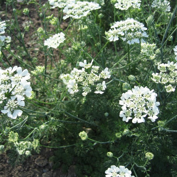 Orlaya, Blomsterkrvel <br>'White Lace' <br><i>Orlaya grandiflora</i>