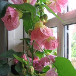 Klokketr <br>'Mix' <br><i>Abutilon hybridum </i>