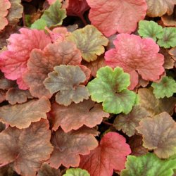 Biskophat <br><i>Tellima grandiflora</i><br><br>