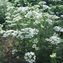 Orlaya, Blomsterkrvel <br>'White Lace' <br><i>Orlaya grandiflora</i>