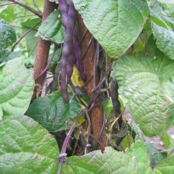 B�nne, Stang- <br>'Blauhilde' <br><i>Phaseolus vulgaris</i>