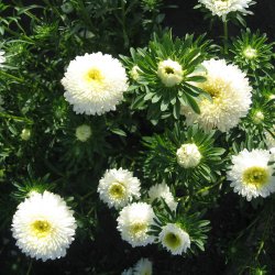 Asters, Sommer- <br>'Matador White' <br><i>Callistephus chinensis </i>