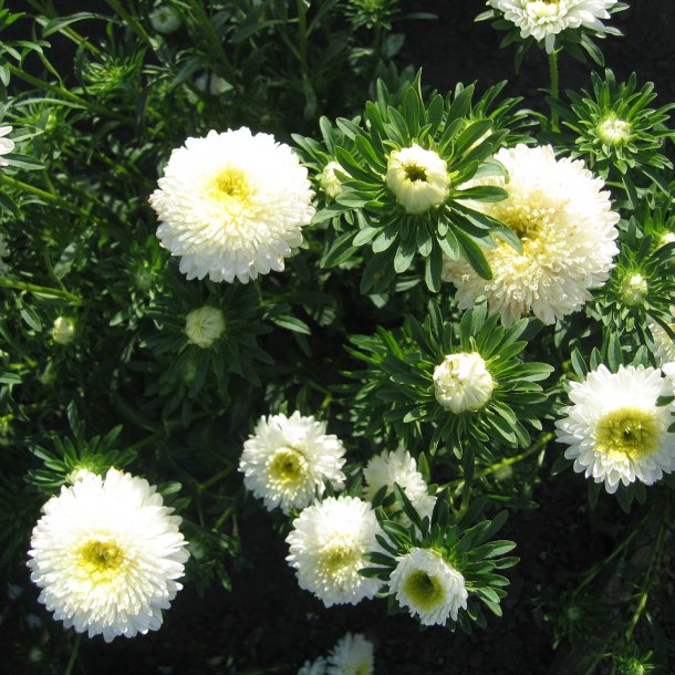 Asters, Sommer- <br>'Matador White' <br><i>Callistephus chinensis </i>