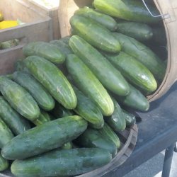 Agurk <br>'Marketmore 76' <br><i>Cucumis sativus</i>