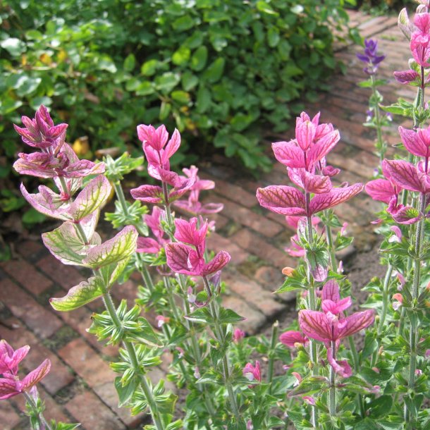 Dusksalvie <br>'Pink Sunday'<br><i>Salvia viridis </i>