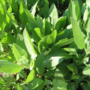 Balsam, <br>Bibelurt <br><i>Tanacetum balsamita </i>