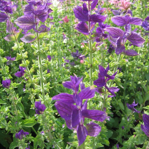 Dusksalvie <br>'Blue Denim'<br><i>Salvia viridis </i>