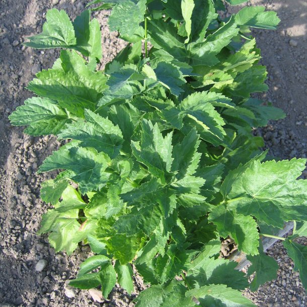 Pastinak <br>'White Gem' <br><i>Pastinaca sativa </i>