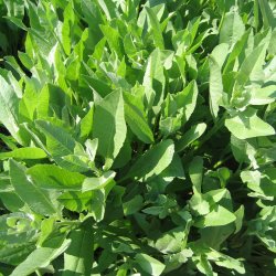 Balsam, <br>Bibelurt <br><i>Tanacetum balsamita </i>