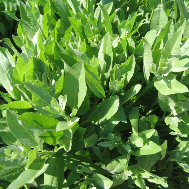 Balsam, <br>Bibelurt <br><i>Tanacetum balsamita </i>