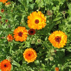 Morgenfrue <br>'Funky Stuff'<br><i>Calendula officinalis </i>