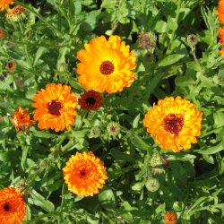 Blomstermix <br>'Kulrte buketter'<br><br>