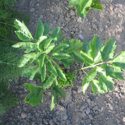 Pastinak <br>'White Gem' <br><i>Pastinaca sativa </i>