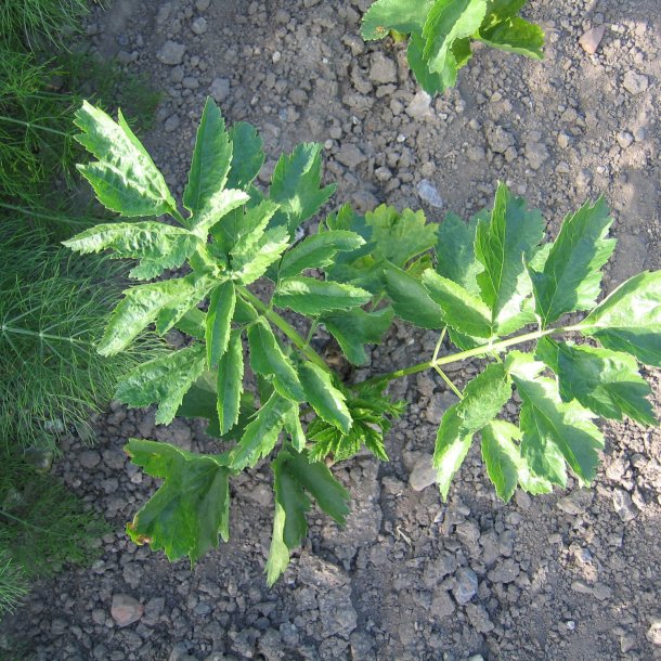 Pastinak <br>'White Gem' <br><i>Pastinaca sativa </i>